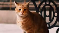 Cat Falls From 6th Floor And Crashes Into Car's Window, Miraculously Survives ram