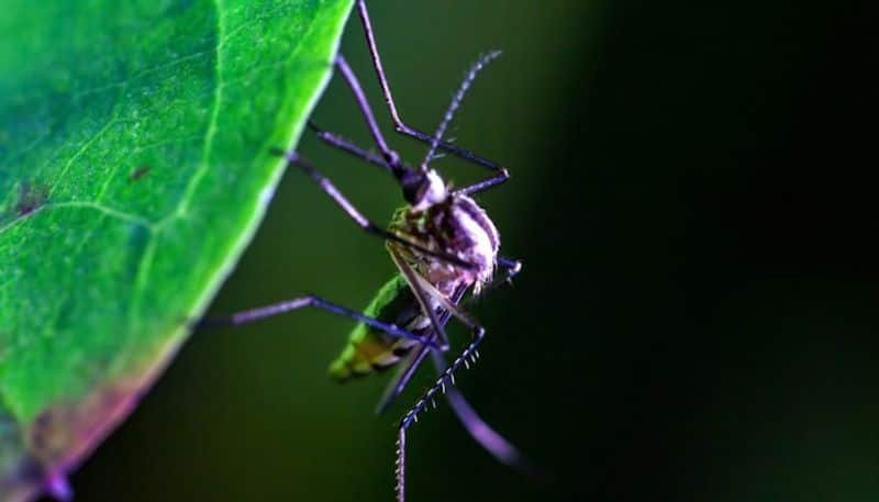 Keeping Mosquitoes at bay: Here are 7 preventive measures