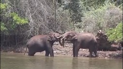 2 wild elephants fight in mudumalai tiger forest area in nilgiris district