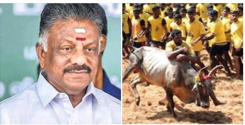 Jallikattu is a unique gift given by OPS to 10 crore Tamils.. Marudhu Alaguraj
