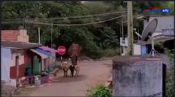 Baahubali elephant walking with cattle! 3 more wild elephants roaming around people in panic!