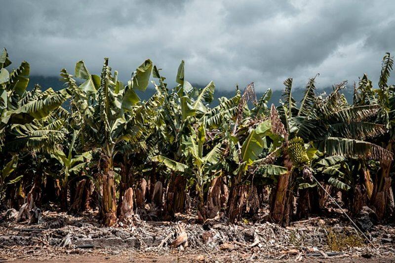 Ramadoss demands compensation for 1000 acres of banana crop damaged in Hurricane