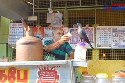 A crow who milk and eats it every day from the tea shopkeeper!
