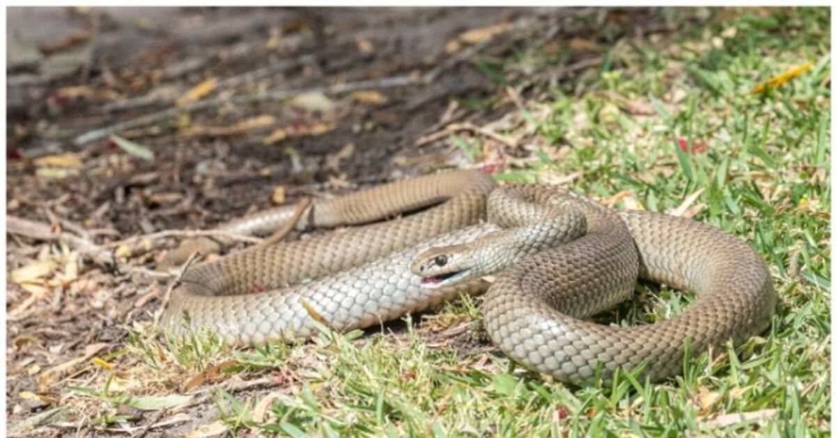 கோவை ஆட்சியர் அலுவலகத்தில் போக்கு காட்டிய விஷ பாம்பு; லாவகமாக மீட்ட தீயணைப்பு வீரர்கள்