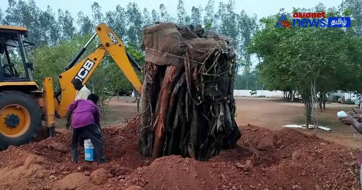 50 ஆண்டு பழமையான மரத்தை ஆட்சியர் அலுவலகத்தில் நட்ட அதிகாரிகளுக்கு பொதுமக்கள் பாராட்டு