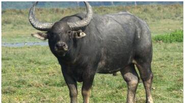 Wild buffalo attack in Kollam Kulathupuzha, youth seriously injured, shifted to medical college Wild buffalo attack in Kollam Kulathupuzha, youth seriously injured, shifted to medical college