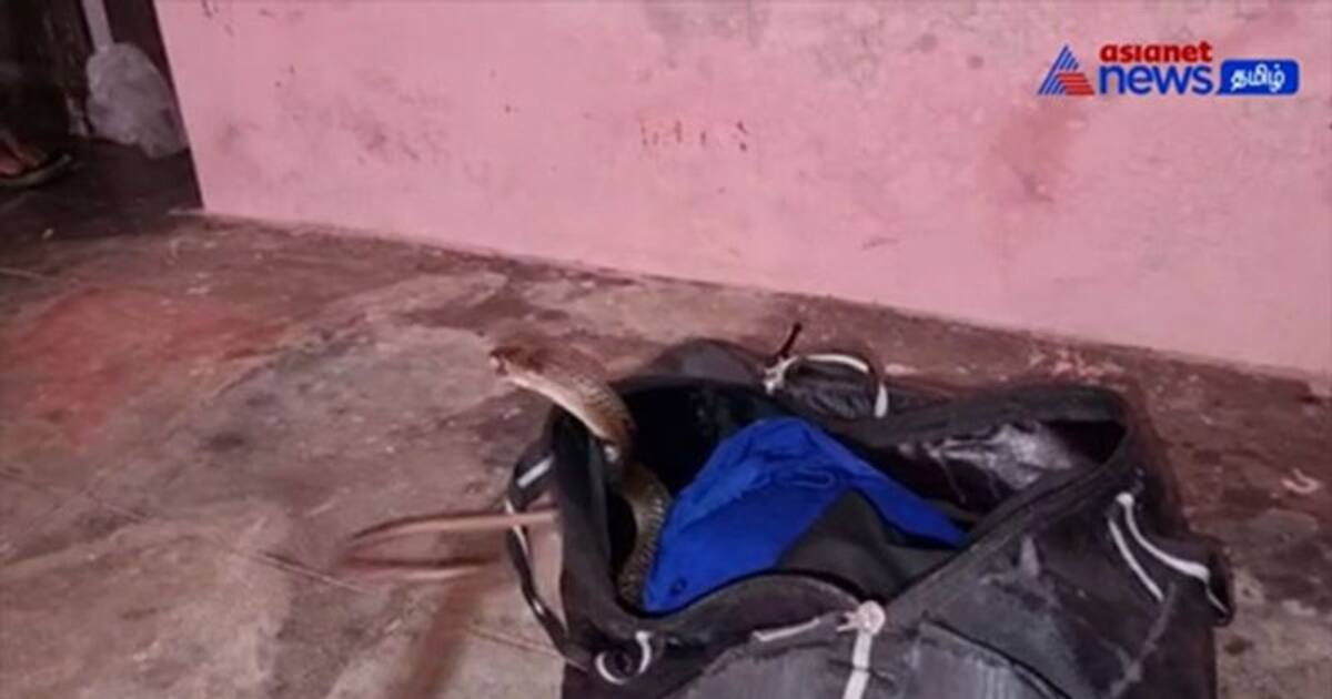 Watch :  பைக்குள்ளிருந்து சீறி வந்து படமெடுத்த நல்ல பாம்பு! லாவகமாக மீட்ட பாம்பு பிடி வீரர்!