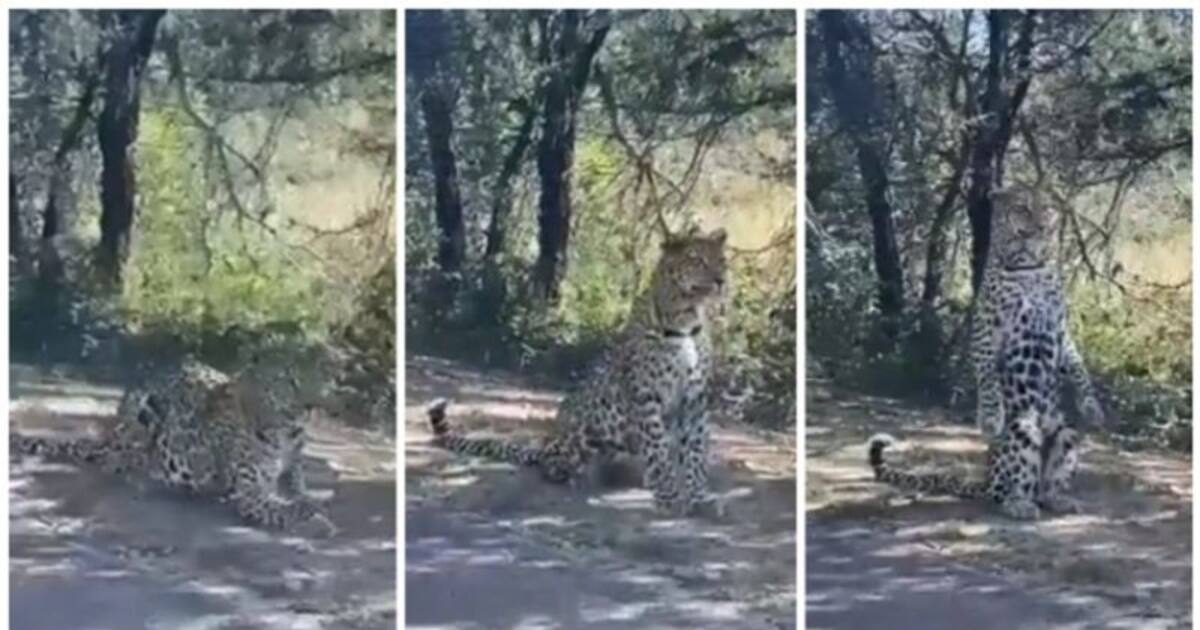 திம்பம்  மலைப்பாதையில் சாலையின் குறுக்கே ஓடி விளையாடும் சிறுத்தை