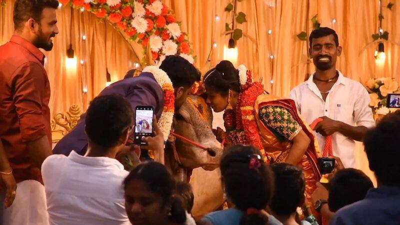 bridal woman introduce her jallikattu bull on bridal stage in madurai district