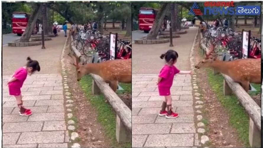 Little girl bows adorably in front of a deer and feeds it. Internet loves viral video ram Little girl bows adorably in front of a deer and feeds it. Internet loves viral video ram