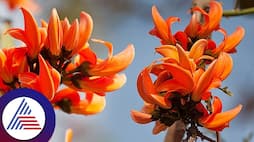 Know the importance of palash flowers in hinduism