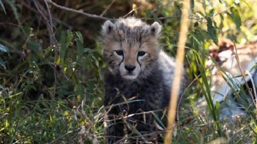 Centre forms high-level panel to review, monitor Cheetah translocation project to Kuno National Park AJR Centre forms high-level panel to review, monitor Cheetah translocation project to Kuno National Park AJR