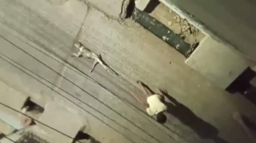 A man tied a stray dog with a rope and dragged it 100 meters! A shocking incident A man tied a stray dog with a rope and dragged it 100 meters! A shocking incident