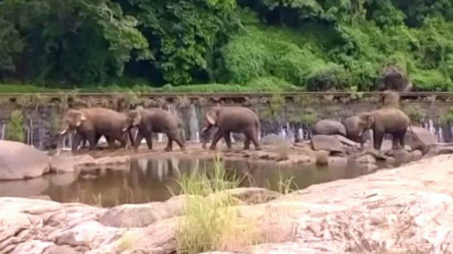 Herd of elephants in Thrissur many banana tries destroyed jrj Herd of elephants in Thrissur many banana tries destroyed jrj