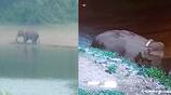 Arikomban elephant, spotted again Kumily town