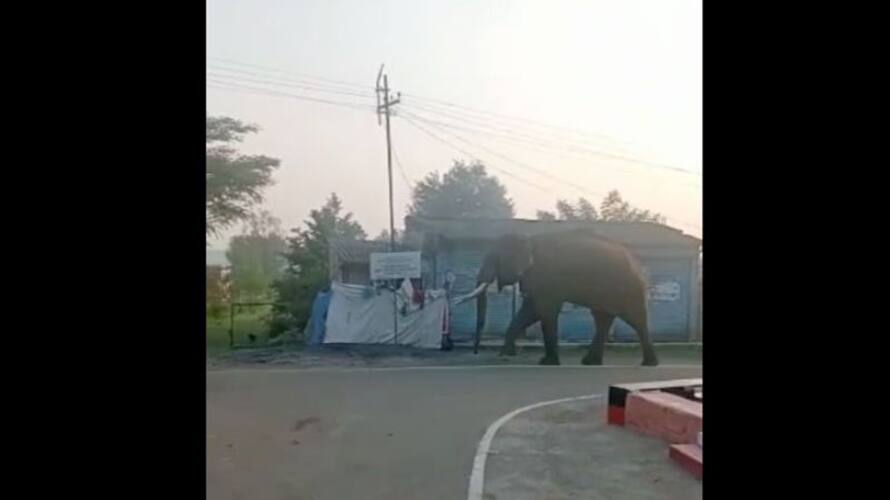 The wild elephant came on a royal walk! People are panicking at home near Masinagudi! The wild elephant came on a royal walk! People are panicking at home near Masinagudi!