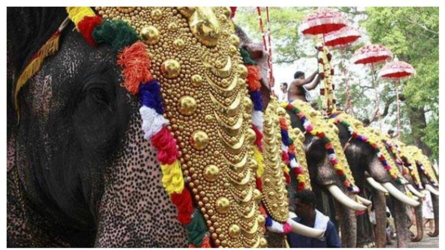 Raising an elephant in festivals High Court wants restrictions fvv Raising an elephant in festivals High Court wants restrictions fvv