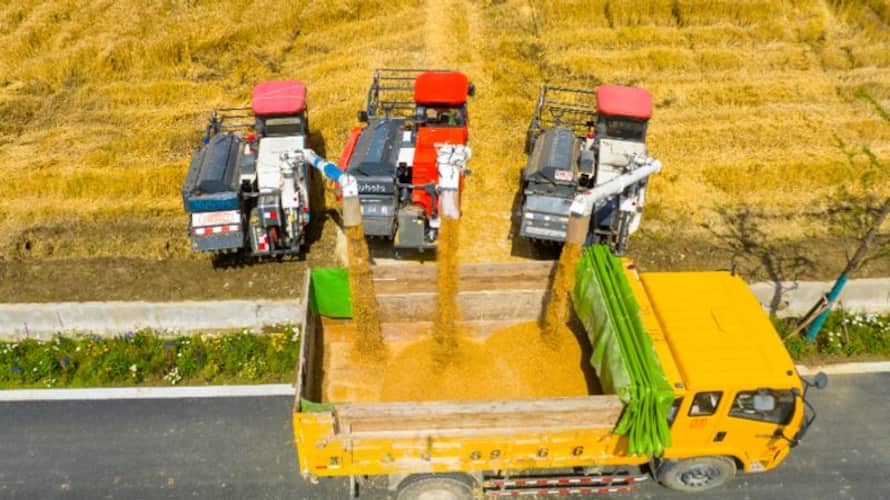 wheat Export ban to continue in the current year apk wheat Export ban to continue in the current year apk