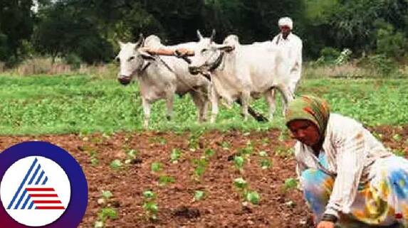 india s cabinet raises msp for summer sown crops including cotton ash india s cabinet raises msp for summer sown crops including cotton ash