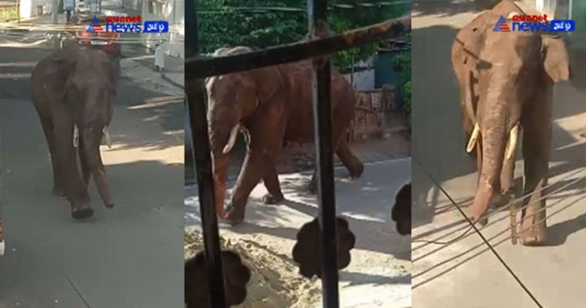 கம்பத்தை கதறவிட்டு போக்குகாட்டும் அரிக்கொம்பன் யானை.. வனத்துறை பரபரப்பு தகவல்..!