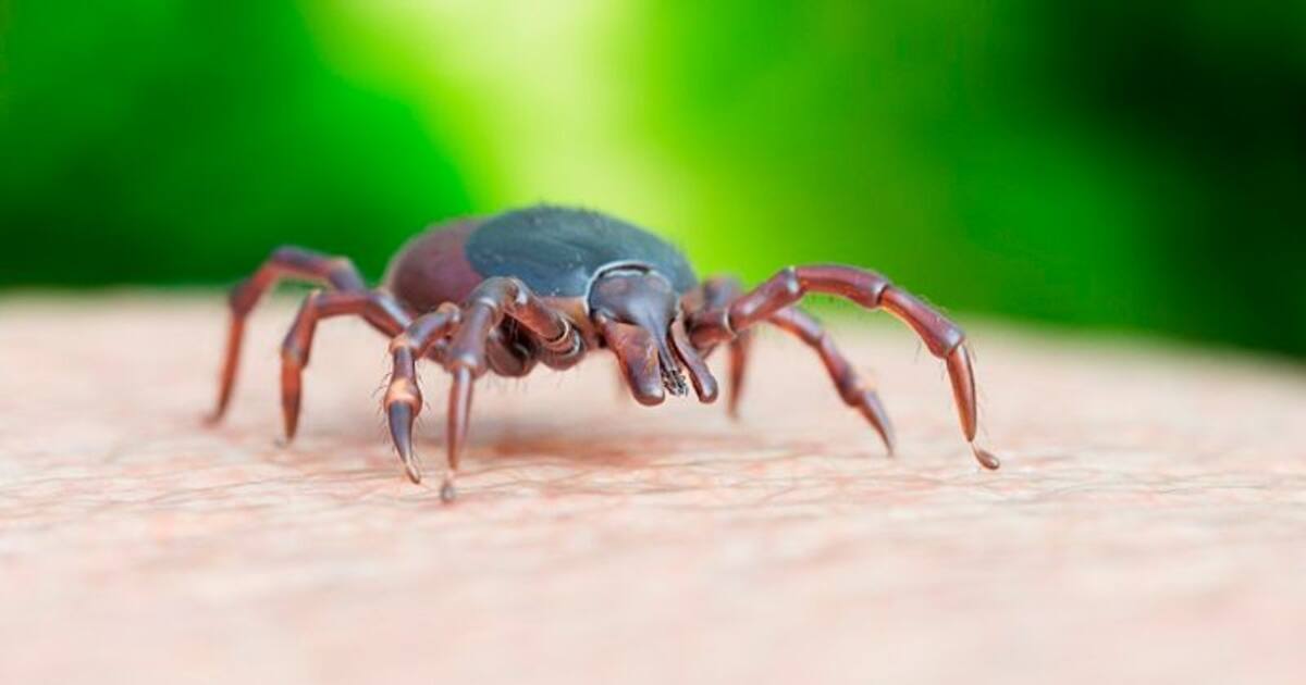 US records first death from Powassan virus All you need to about tick