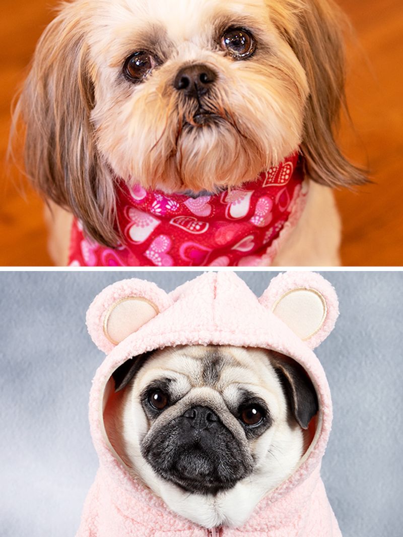 golden-retriever-to-beagle-7-dogs-breeds-for-indian-apartments