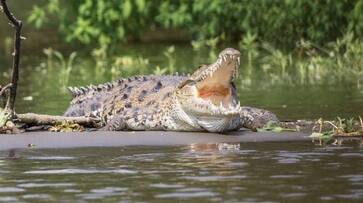 Grisly discovery in Florida: Woman's body found with torso in alligator's jaws AVV Grisly discovery in Florida: Woman's body found with torso in alligator's jaws AVV