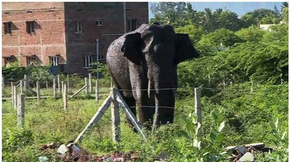 tamil nadu forest searching for wild elephant arikomban nbu