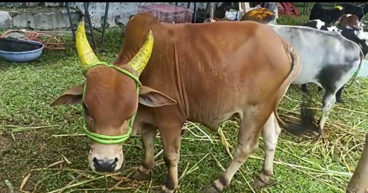 ஏற்காடு கோடை விழாவில் காட்சிபடுத்தப்பட்ட செல்லப்பிராணிகளை கண்டு ரசித்த சுற்றுலா பயணிகள்