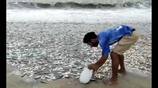 Lakhs of fish washed ashore in Visakhapatnam