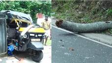 Coconut tree fell down over auto rickshaw kgn