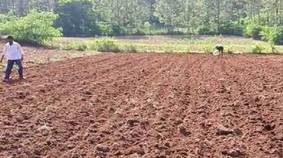 Farmer Destroyed Potato Crop in Chikkamagaluru grg Farmer Destroyed Potato Crop in Chikkamagaluru grg