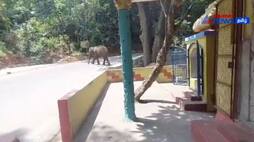 A single wild elephant left the plains and entered the mountains! The people of Mettupalayam are relieved!