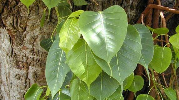 Worship the Peepul Tree regularly and lead a happy life suh Worship the Peepul Tree regularly and lead a happy life suh