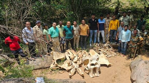 Remains of Dead Elephant Whose Tusk Stolen Found at Kanakapura in Ramanagara grg Remains of Dead Elephant Whose Tusk Stolen Found at Kanakapura in Ramanagara grg