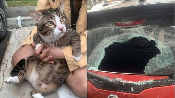 Thailand A Cat Miraculously Survives after fall from 6th floor but Car glass shattered akb Thailand A Cat Miraculously Survives after fall from 6th floor but Car glass shattered akb