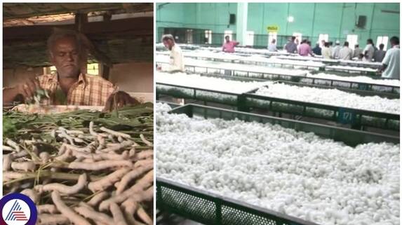 Kolar silk prices Due to fall farmers are getting into debt sat Kolar silk prices Due to fall farmers are getting into debt sat