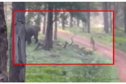 Cleft dog hunting by tiger in Nagarahole nbn
