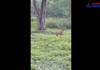 The tiger chased the dog! The elephant chased away the tiger! Viral video in Mudumalai!
