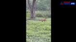 The tiger chased the dog! The elephant chased away the tiger! Viral video in Mudumalai!