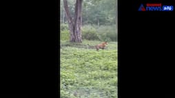 The tiger chased the dog! The elephant chased away the tiger! Viral video in Mudumalai!