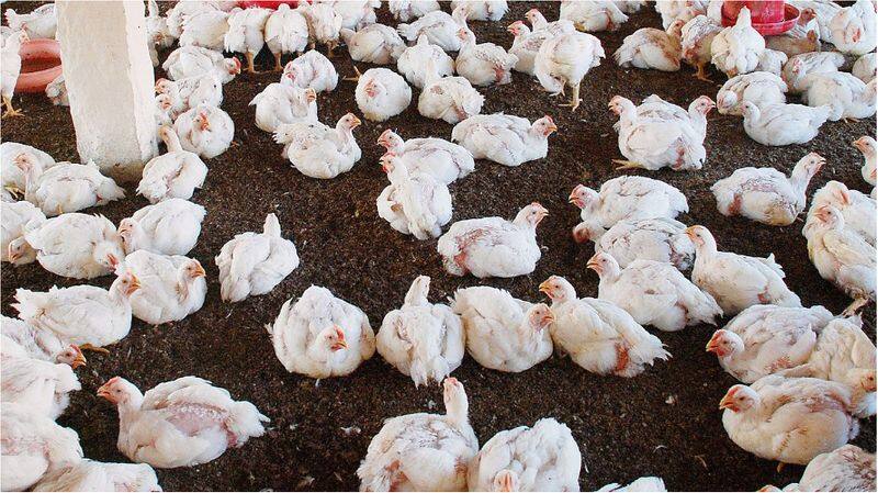 AMR disease due to chicken consumption Institution of Veterinarians of Poultry Industry clarified
