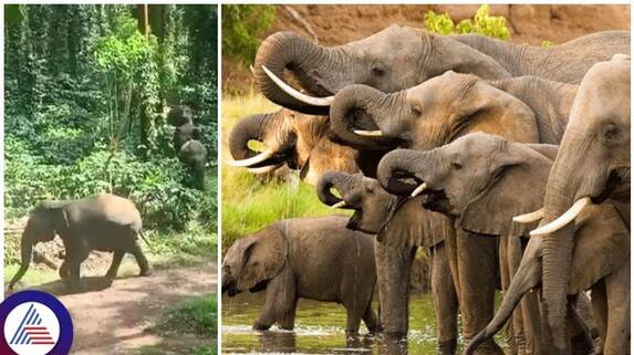Karnataka elephants has doubled in five years Attacks on humans are also increasing sat Karnataka elephants has doubled in five years Attacks on humans are also increasing sat