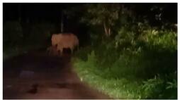 elephant gave birth in the middle of the road fvv