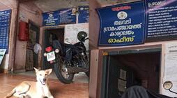 stray dog menace increasing in alappuzha thalavadi etj