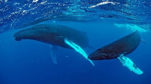 New studies are needed on whales ability to capture carbon dioxide bkg New studies are needed on whales ability to capture carbon dioxide bkg