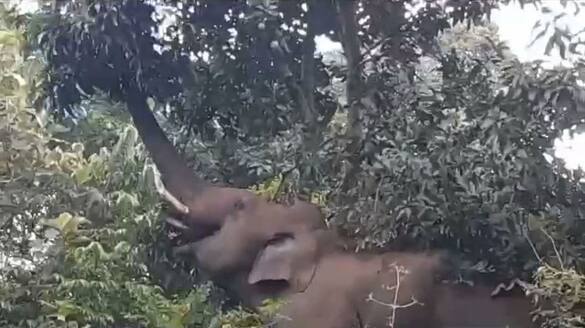 wild elephant Manga Komban spotted near palakkad chittur minerva apn
