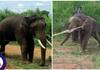 elephant was captured in Ramnagar suh