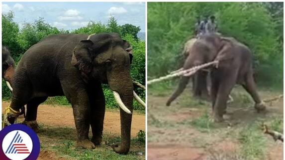 Karnataka Forest officials have captured elephant that killed two people in Ramanagara sat Karnataka Forest officials have captured elephant that killed two people in Ramanagara sat