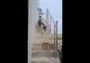 cat threatening a dog in puducherry video goes viral in online